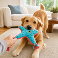 Golden retriever tugging on the Chewvox turquoise starfish plush dog toy